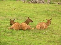 Young elk